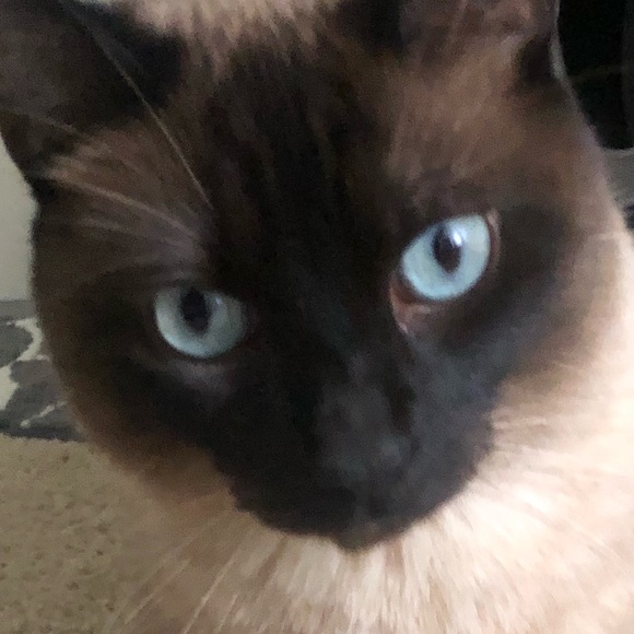 Meet your Posher, Ryan - Picture 1 of 1